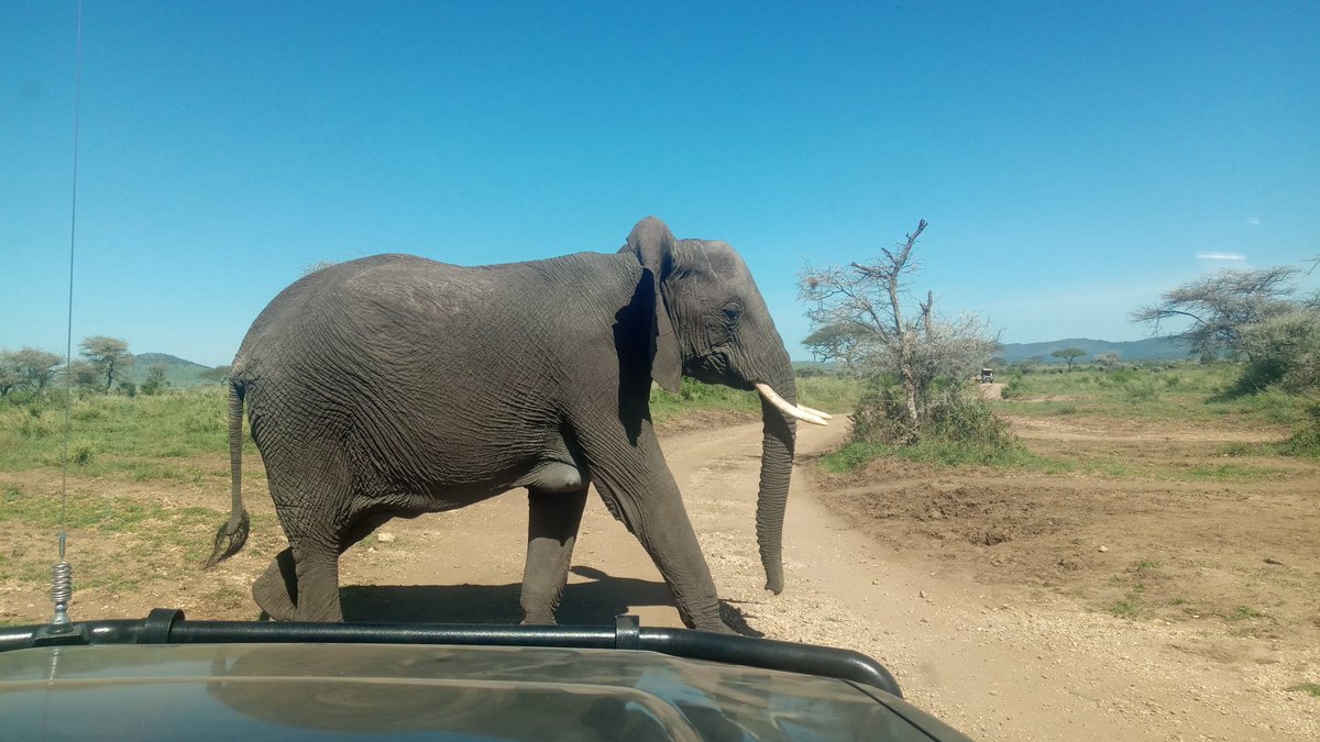 African Elephant...!

#africansafaris #serengetipark #memorableexperience #holidaygateways #safari #elephantsafari #kaributanzania #nature #photography #safariafrica #africandiurnalsafaris #mwanzasafari #Mwanza #Tanzania