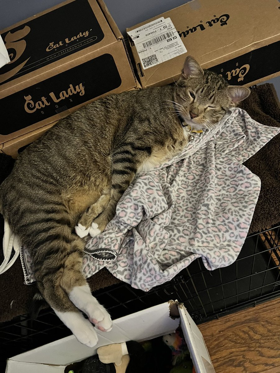 Sunday fundays are for extra naps..  right? #CatsofTwittter #CatsOnTwitter #sundayvibes