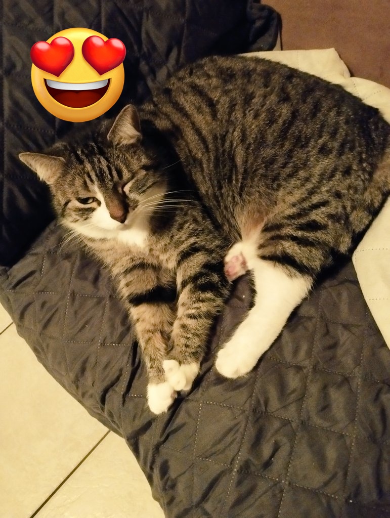 Blueeyesaddict's tweet photo. Hi everyone, we hope you are all doing fine. Friendly greetings from us: Jenna &amp; Iduna  #CatsOfTwitter #TabbyTroop #CalicoCrew #smoothSunday Jenna is relaxed on the couch and Iduna was greeting me on top of the stairs. 🙂 https://t.co/mH2BYVLoTo