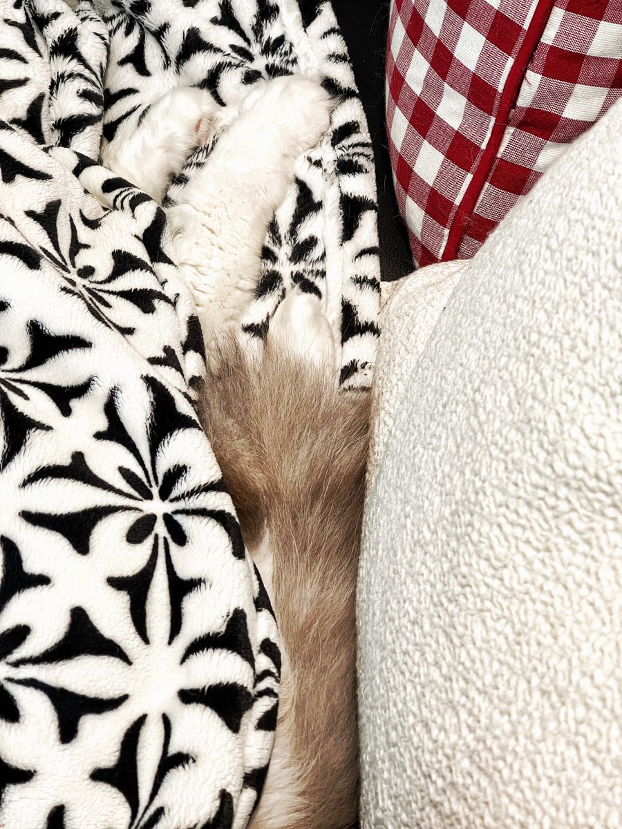 #SundayVibes #MrMcHenryLovesAGoodBlanket