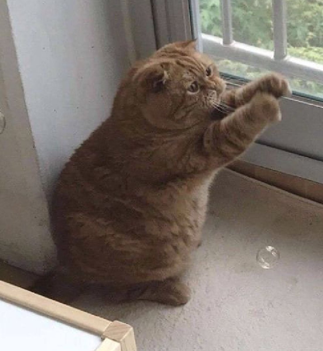 bib 🐥☕️ now on VGen! (@kapebeansies) on Twitter photo 