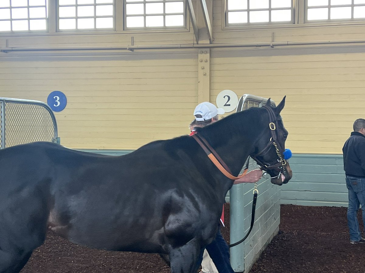 Just in case you have never seen a horse that cost $3,350,000 before….Hejazi