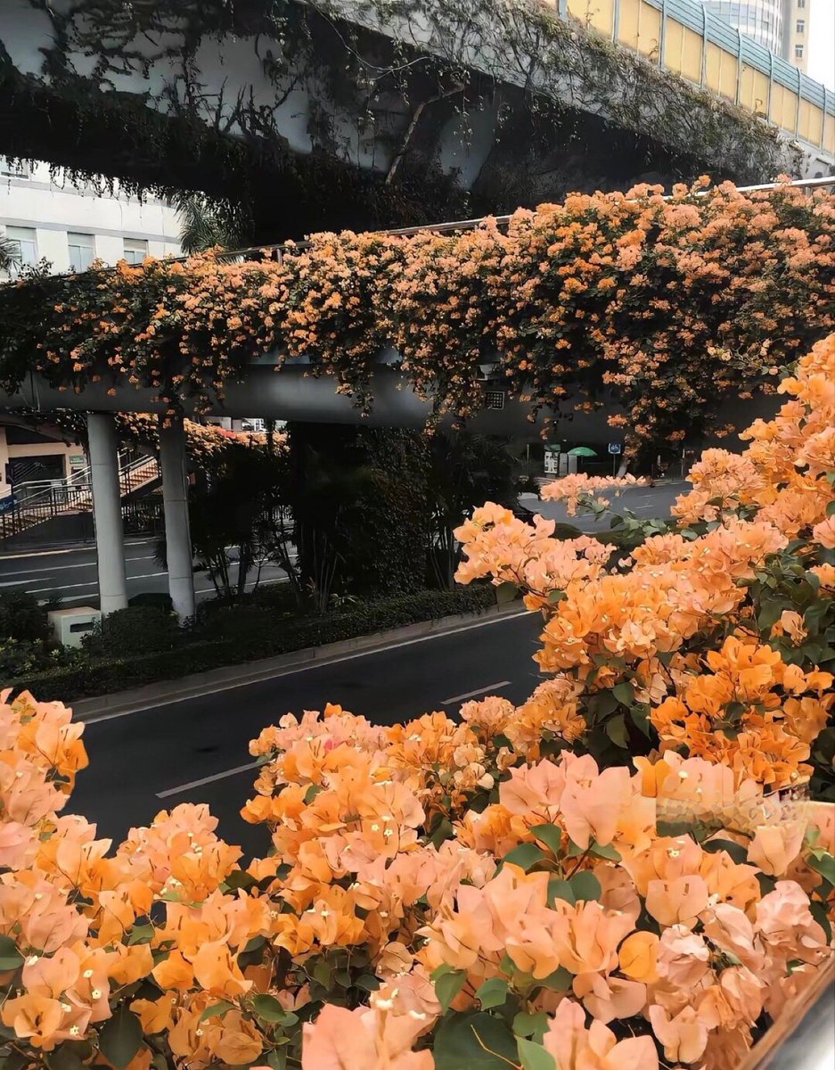 Hoa Nguyen tweet media