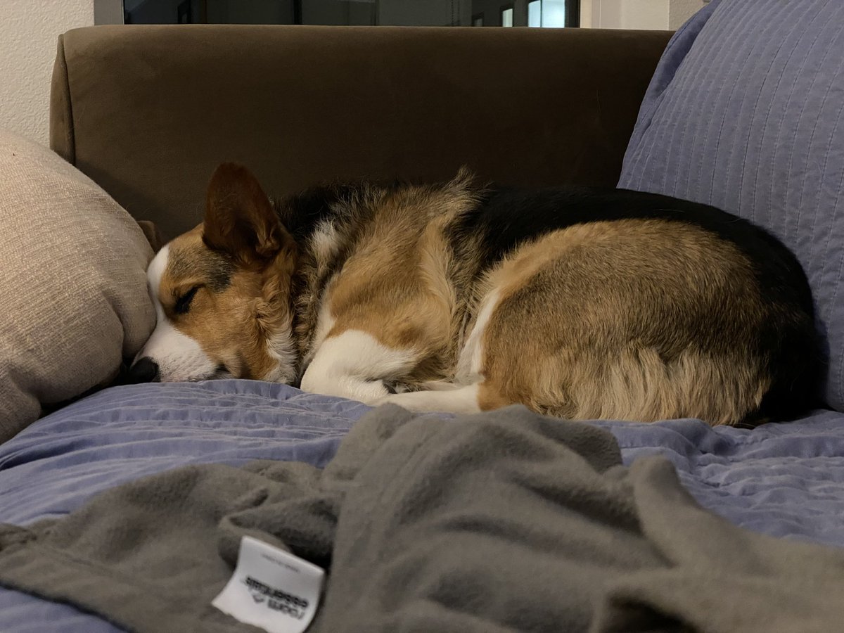 CorgMarshall's tweet photo. @gtconway3d Solidarity mate! https://t.co/TVIxMUeNvY