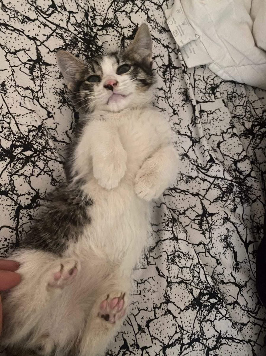 AsliBilicii's tweet photo. Bu minik haliyle sokakta köpeklerin elinden alınmış,herhangi bir sağlık sorunu yok ama arka patilerinde biraz güçsüzlük varmış,bu yüzden bakıma muhtaç.Sokağa dönerse yaşaması zor olur ama evde iyi bakımla toparlanabilirmiş.Şu an geçici yuvada ama kalıcı yuva lazım.Paylaşr mısınız https://t.co/2qd5KgIN2L