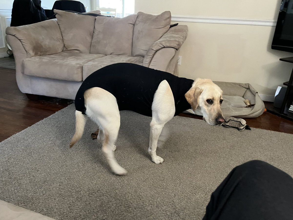Stella is trying on her <a href="/suitical/">Suitical</a> before surgery tomorrow.