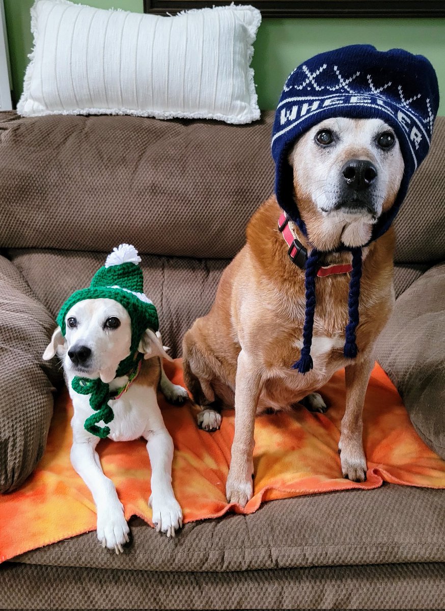 Sweetie &amp; Gracie celebrating #NationalHatDay 
#RescueDogs