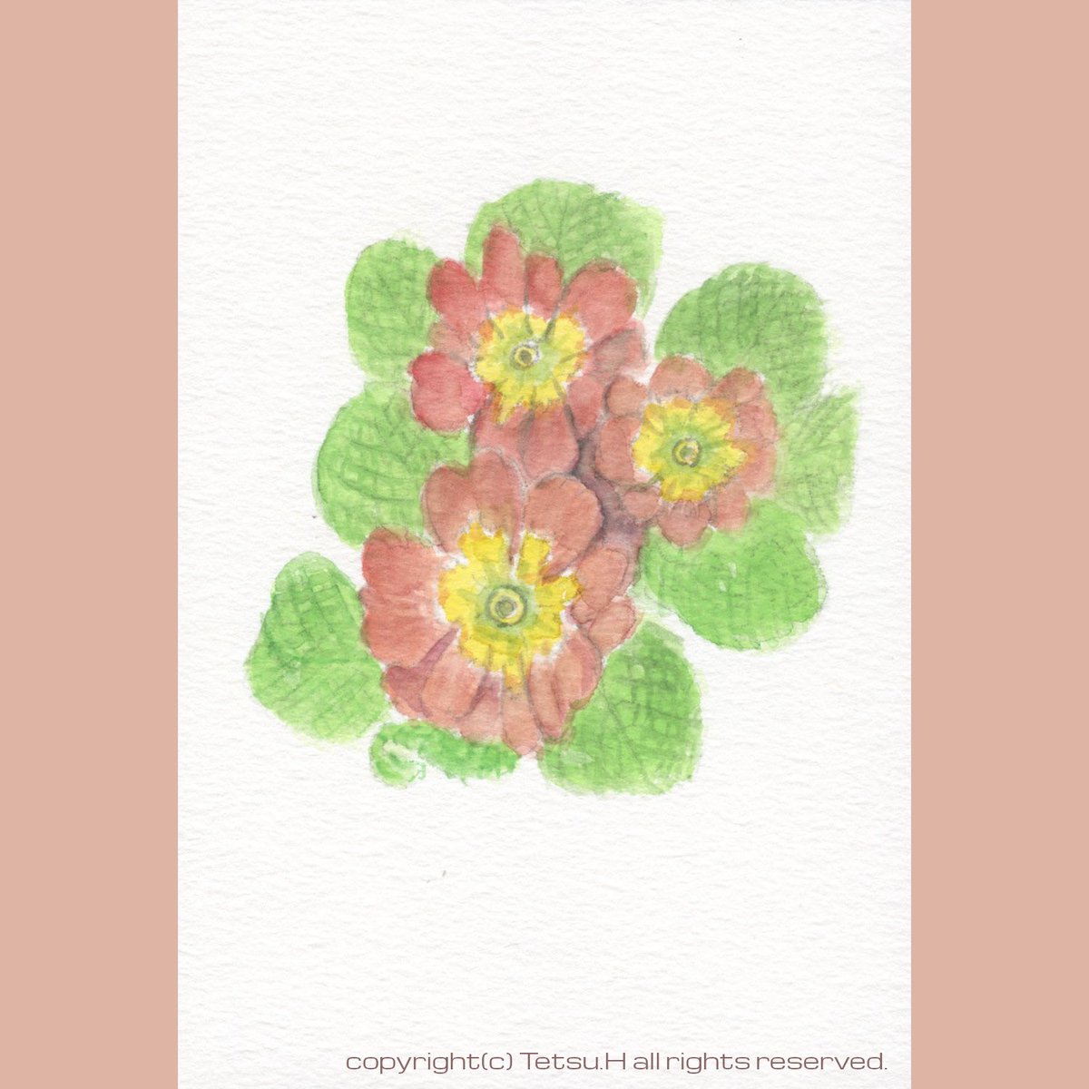 edsoleil2's tweet photo. 「プリムラジュリアン19」2022年作 #植物画 #透明水彩 #スケッチ #プリムラジュリアン #プリムラポリアンサ #botanicalillustrations #sketch #watercolor #primulajulian #primulapolyantha https://t.co/172aFpHTbU