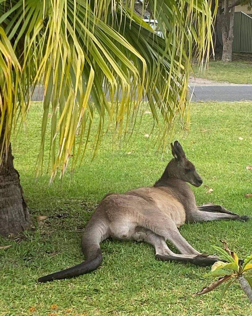 Happy Monday! May your day (and week) be as relaxed as this kangaroo in my front yard this morning. 

#southcoastnsw #macropodmonday instagr.am/p/CncsnIbSn1k/