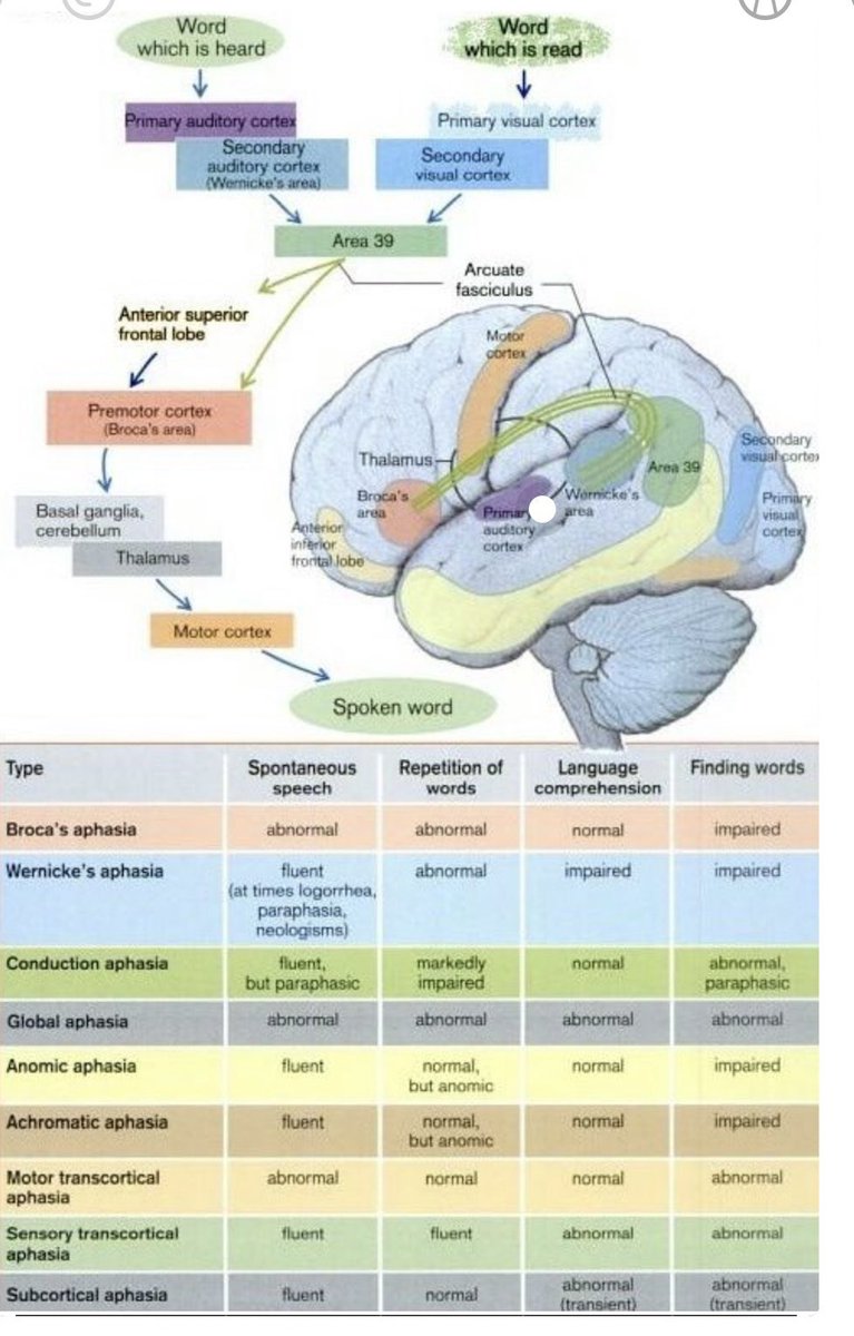 OGdukeneurosurg's tweet photo. Aphasia primer https://t.co/JjsOWEya24