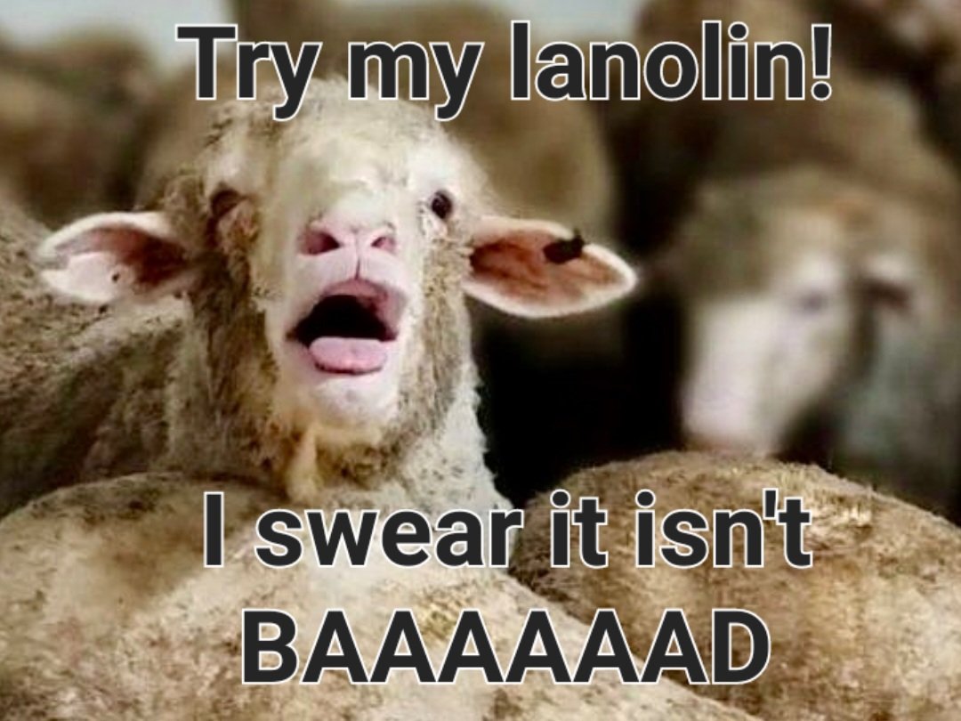 Sarah Stierman MD (@drsarahderm) on Twitter photo Winter Clinical Derm Day 2 tip! Contact dermatitis to lanolin is increasing! Lanolin is derived from the sebum of sheep. 🐑🐏 Commonly causes lip irritation. Check your lipsticks and creams. 💄
#pearls #tips #dermatology #medicine #allergy #skin #education #cme <a href="/fallclinical/">Fall Clinical | Winter Clinical</a> Winter Clinical Derm Day 2 tip! Contact dermatitis to lanolin is increasing! Lanolin is derived from the sebum of sheep. 🐑🐏 Commonly causes lip irritation. Check your lipsticks and creams. 💄
#pearls #tips #dermatology #medicine #allergy #skin #education #cme <a href="/fallclinical/">Fall Clinical | Winter Clinical</a>