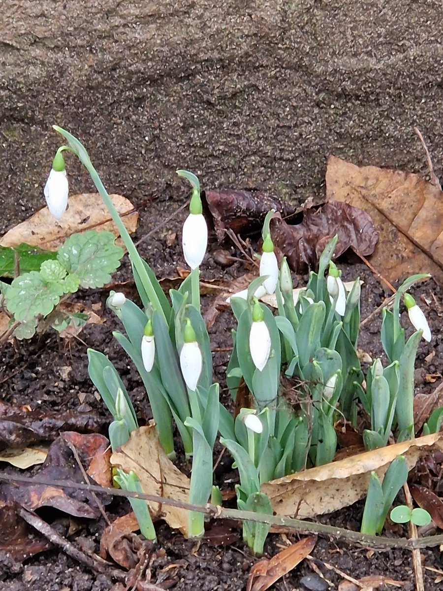 conorgsmyth's tweet image. Crazy early ...but expected. #newworld #newenvironment