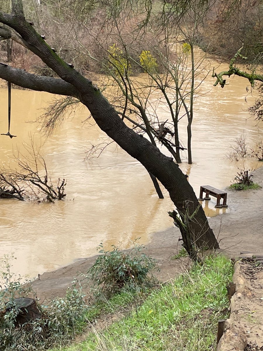 KaplanSchiller's tweet photo. Our nature trails at #putah #creek are under water after #AtmosphericRiver. https://t.co/Y5HV0Iusbc