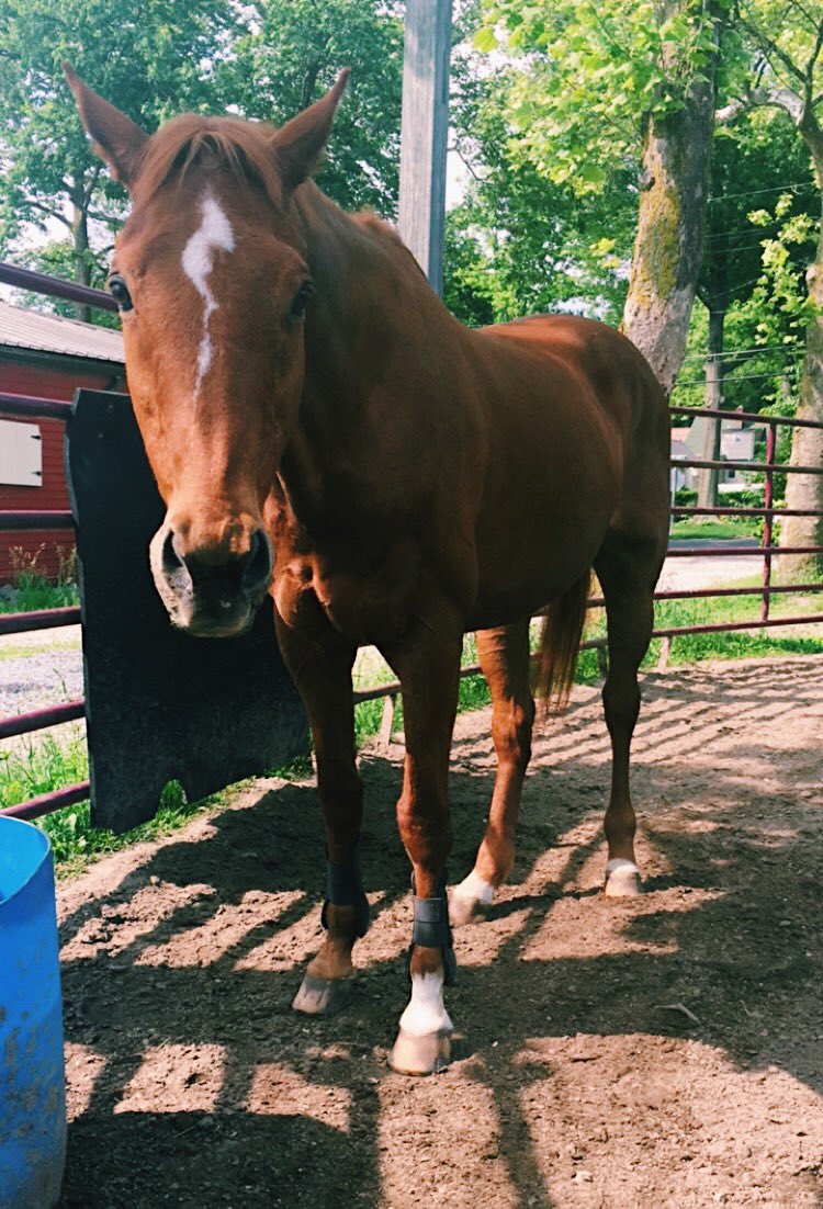 SaraMarriott8's tweet photo. @rhysandddddd just struck by how much he looks like my old guy that passed in 2019, wow https://t.co/B8K11j8b3i