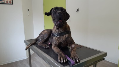 justineducern's tweet photo. Pour une fin de vie Heureuse?
L'Histoire d'IPPAZZIO. Il a été quelque temps à la SPA de Millau où il était donneur de sang pour une clinique vétérinaire. pas une demande d'adoption. 
transféré au refuge "La SPA -Refuge de Chilleurs aux Bois" dept 45,  
Il EST EN SOS Adoption. 🙏 https://t.co/kPif5yuFaN