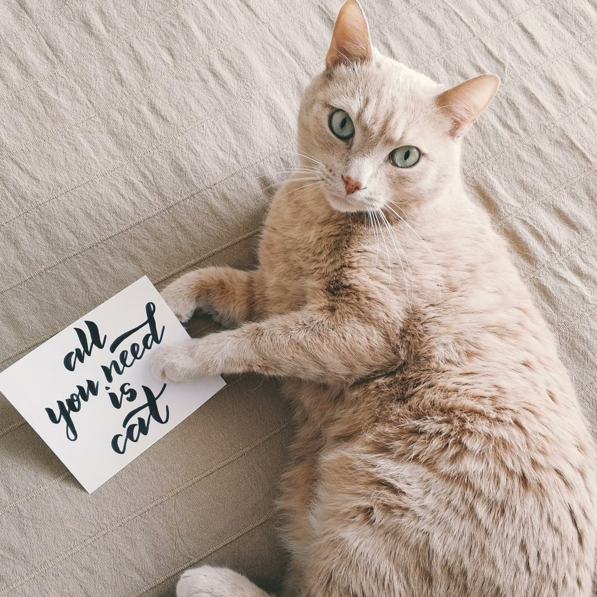 SooCuteNews's tweet photo. Who agrees? 😄 

#cats #welovecats #catscatscats https://t.co/xBHit3OfpA