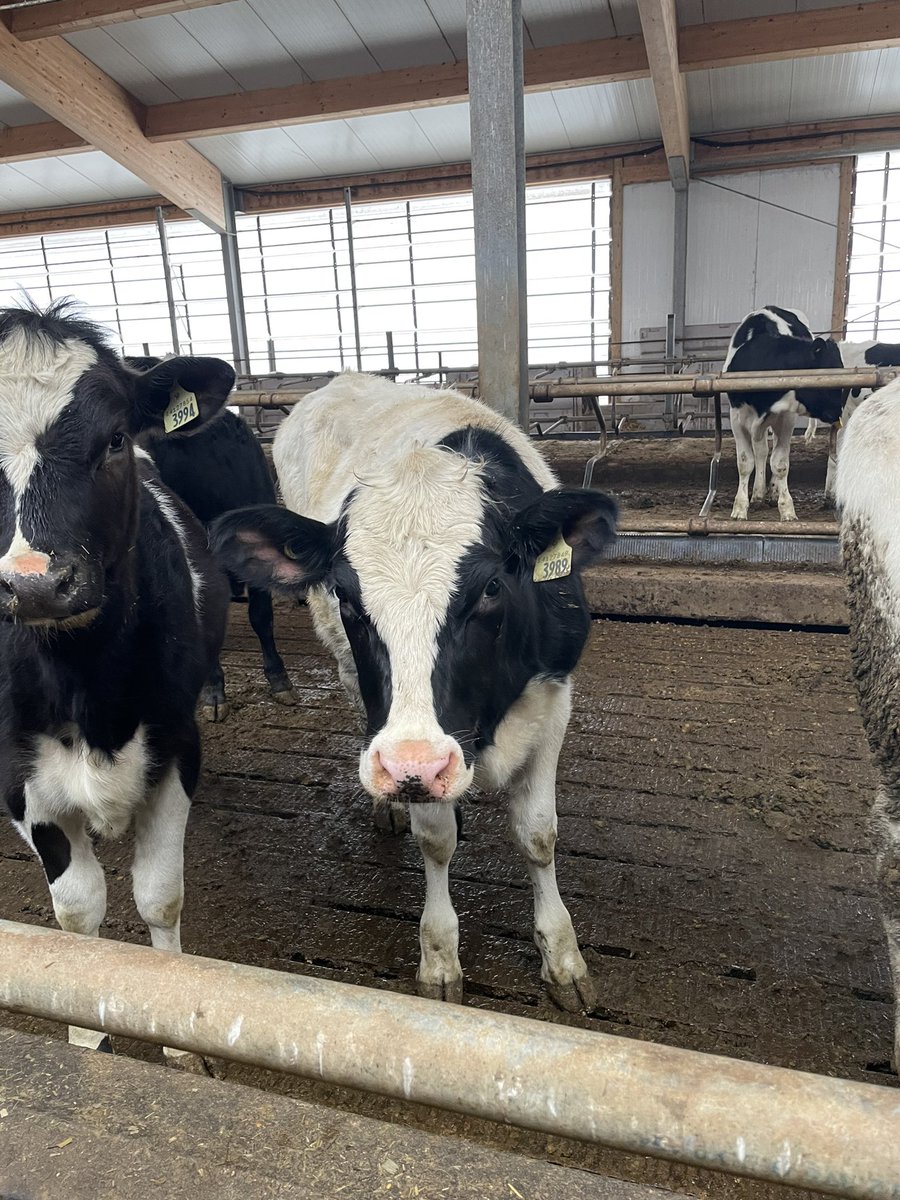 MegGoodfellow77's tweet photo. Day 6: yesterday we visited Ashworth farms in NB and then made our way to Quebec City for the last night of the trip! #aggiesgoeast https://t.co/YtxupFepYM