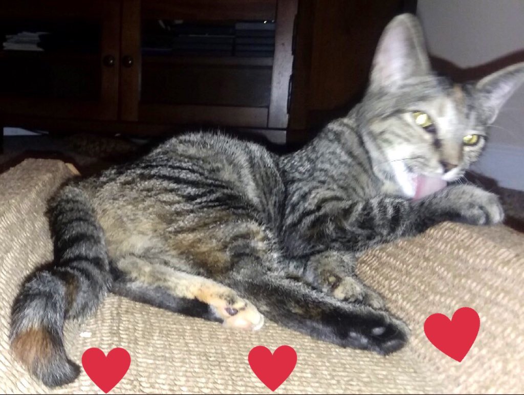 catgirl321's tweet photo. #LOST #CAT📌
PLEASE keep lookout for @CatitudeM MARGO who has been #MISSING since JANUARY 5 2019 from #Mansfield #PA #USA
Utterly devoted Mom refuses to give up #HOPE and is doing everything she can to find her❤️
PLEASE SHARE/RT✔️
#pawcircle #weeti #HELP #cats #REWARD #FindMargo https://t.co/Pu9iJpEDif
