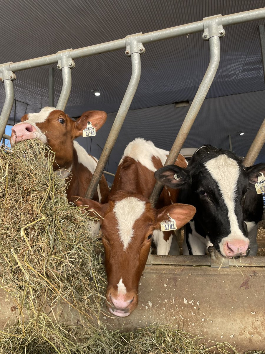 MegGoodfellow77's tweet photo. Day 7: final day of the trip! Made our way back to Ontario and stopped at Riverdown Holsteins. Now back to Guelph! #aggiesgoeast https://t.co/BDrLSGHH8E