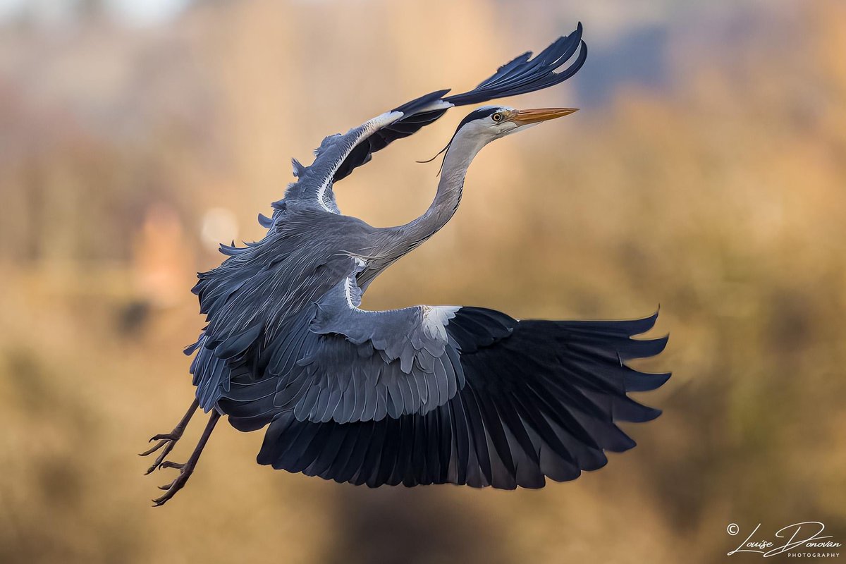 Got to love a heron in flight ! ( well I do !) @LittleMarlowCP @WildMarlow1 @BBOWT @BBCCountryfile