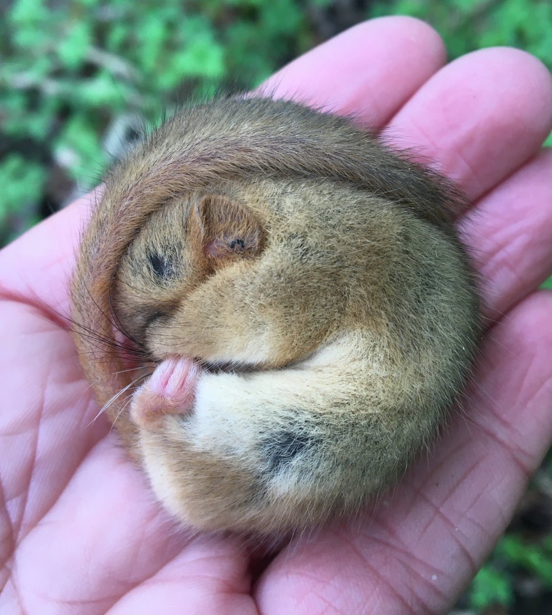 Just submitted my NDMP data for 2022. Hoping this data will really help Dormice conservation well into the future 🌱🐹 #dormice #hazeldormice #wildlife #nature #ndmp #protectedspecies #native #mammal @PTES