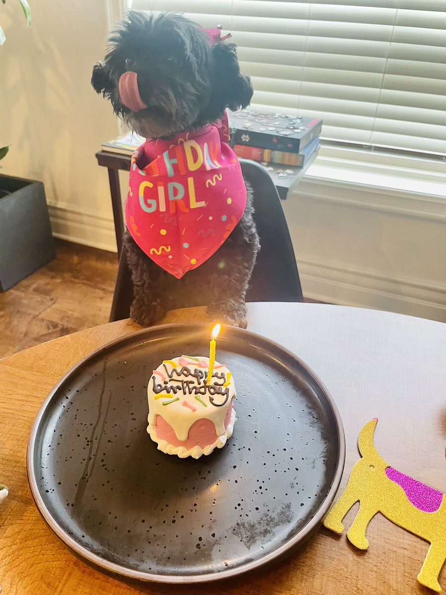 bigteesmallgirl's tweet photo. its Molly’s 11th birthday today :’) https://t.co/xdQyHWVvGs