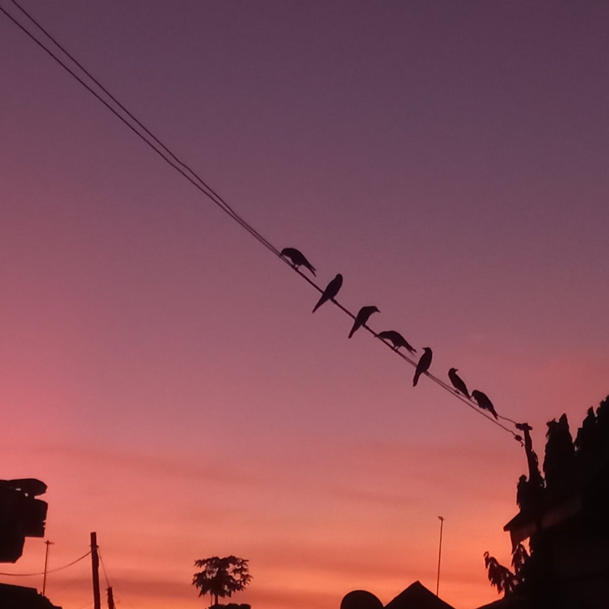 SUNRISE #sunrise #photographer #photography #world #birds #Crow #mobile #mobilephotography #Samsung #samsungGalaxyA32
#samsungsmart