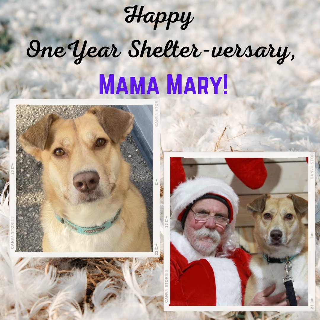 DarcysARC's tweet image. Our lovely lady, Mama Mary is celebrating her one year shelter-versary with the ARC today!
We have all fallen in love with her and can't wait to see her with her new family! Help Mary fulfill her anniversary wish list and find her a fur-ever home!