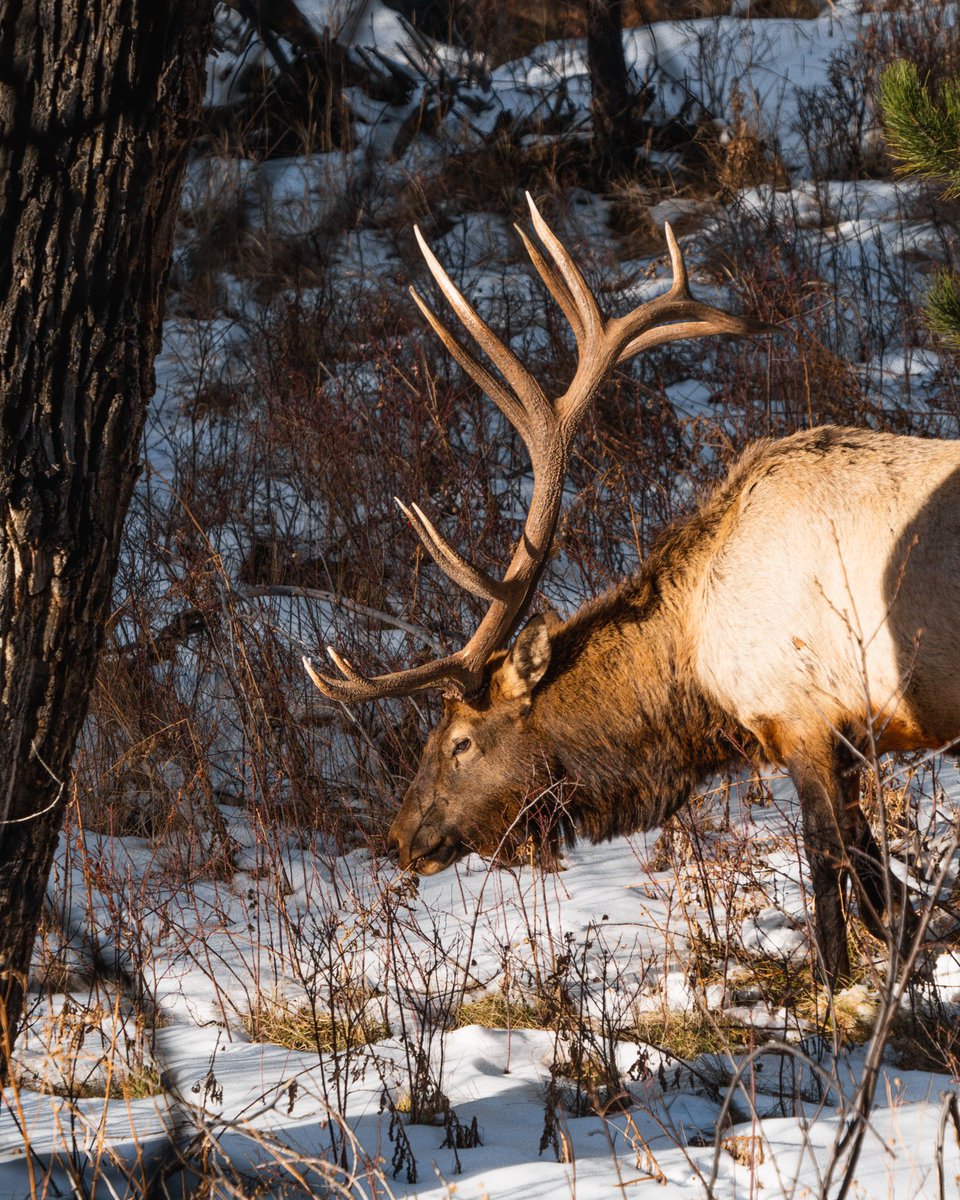 Sunny strolls
-
#bullelk #elkhunting #wapitiwarrior #elkcountry #shedhunting #shed #shedseason #pronghorn #pronghornantelope #pronghornhunting #MuleDeer #muleycrazy #muledeerhunting #muledeercountry #muledeerinsurance #muledeerbuck #hunting #huntingseason