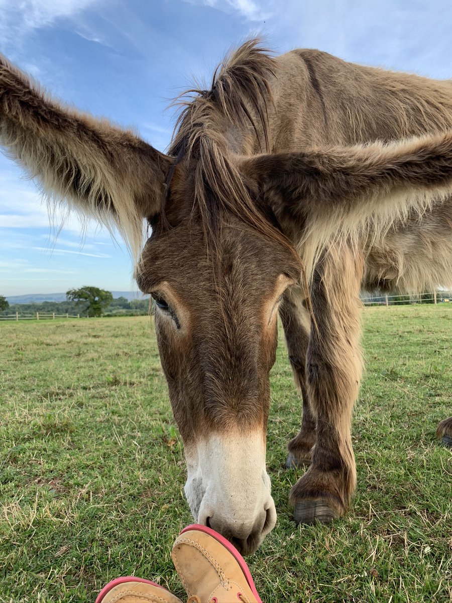 Happy ‘Gotcha Day’ Woolly Donk! 8 years of loud braying and admiring your huge ears! #donkeys #sbswinner #ialso100