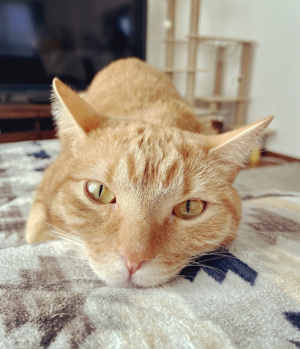 ChitaroL's tweet photo. Day.1220
ひらべった😁

#猫好きさんと繋がりたい #猫 #マンチカン #茶トラ #cats #CatsOfTwitter #ginger #足長 #ひらべった https://t.co/pDnrWbQjad