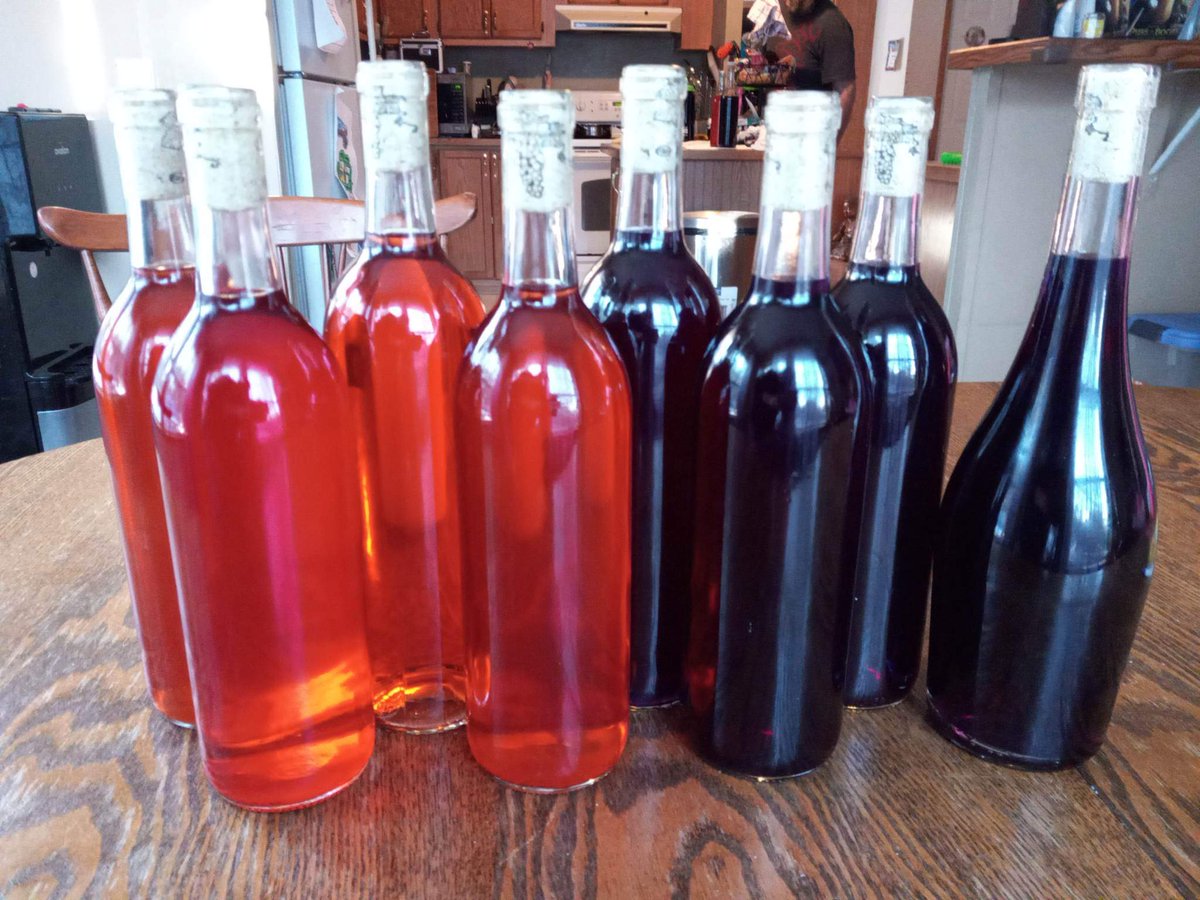 KnightDivining's tweet photo. Three more 1 gallon batches bottled today 🤩 Strawberry 🍓 Vanilla, Spiced Butterfly Pea &amp; Mixed Berry 😋 All were created from a 4 gallon traditional that ended up at 13% ABV. They all taste great which is a huge win for this novice mead maker 😉 #mead #meadmaker #meadmaking https://t.co/p5QSXWMwY1