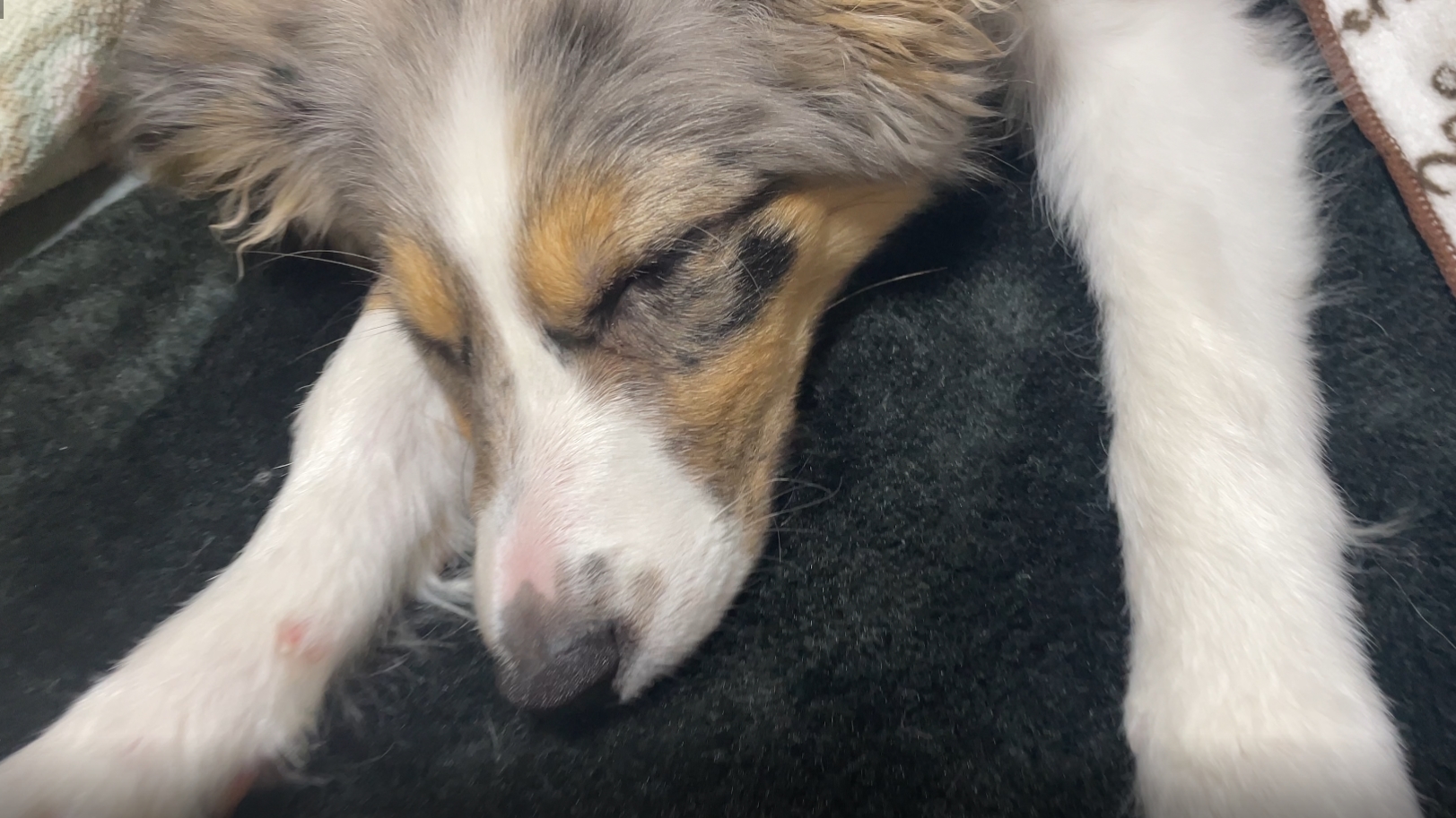 日本直販店 BORDER FINE ARTS ボーダーファインアーツ ボーダーコリー