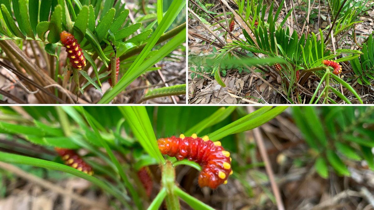 ☠️ #PSA: Pesticides KILL butterflies! ☠️ These rare Atala caterpillars were found dead in Miami. They met their unfortunate fate while chowing down on their ONLY food source, Coontie. 😢 Go #PesticideFree for our #wildlife. 🦋 #SaveTheButterflies #sad #pollinators