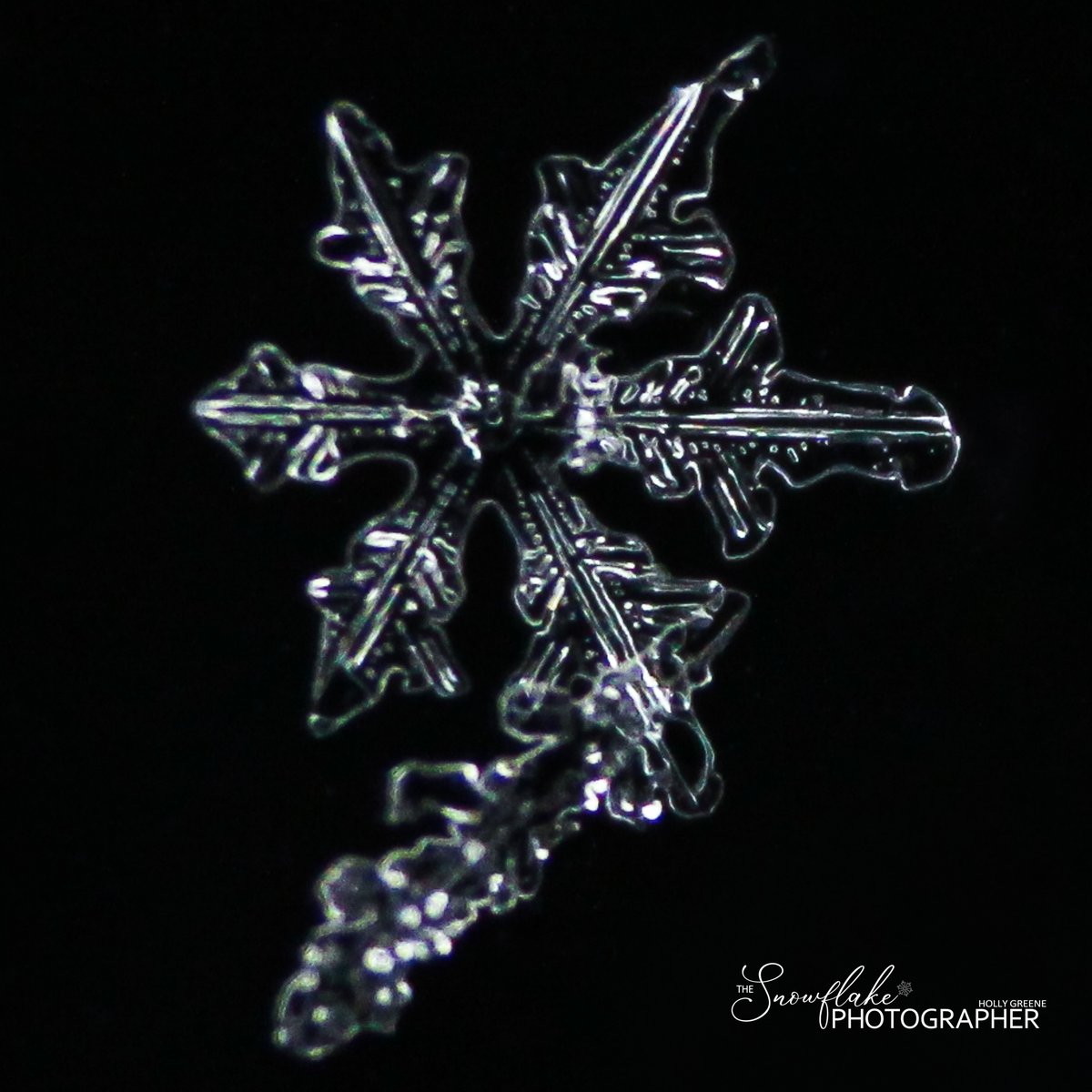 SnowflakeSpider's tweet photo. Snowflake of the Day ❄️ Shot through the heart
#realsnowflake #winter #macrophotography #snowflakemacro #winterstorm #storm #thesnowflakephotographer #seasons #snowfall #snow #snowflake #snowflakes #macro #photography #nature #icecrystals #formations #weather #realsnowflakes https://t.co/qxCDbQzleI
