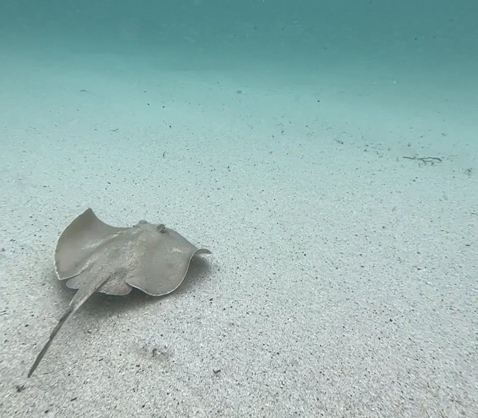 Glennfen87's tweet photo. A little ray of sunshine on my cloudy morning, in the clear waters of The Farm, #killalea @AquaTech_AxisGO https://t.co/1Sj7TUa3db