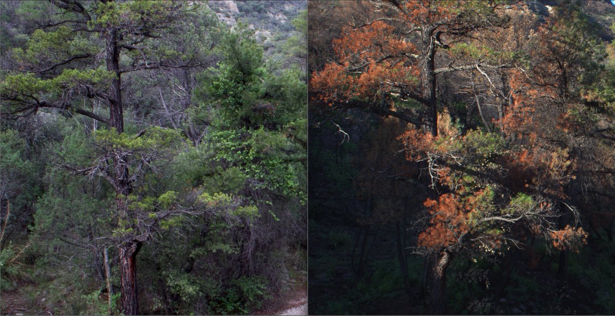 wmhammond's tweet photo. Time for a #RepeatPhotography🧵about half-dead pine trees!
Here's the canopy of a Pinus leiophylla before [left] and after a fire hot enough to kill, but not burn, most of the canopy [right]. Immediately following 🔥 the needles almost appear aflame, they're so bright red!
 1/5 https://t.co/X2Hb64HtLq