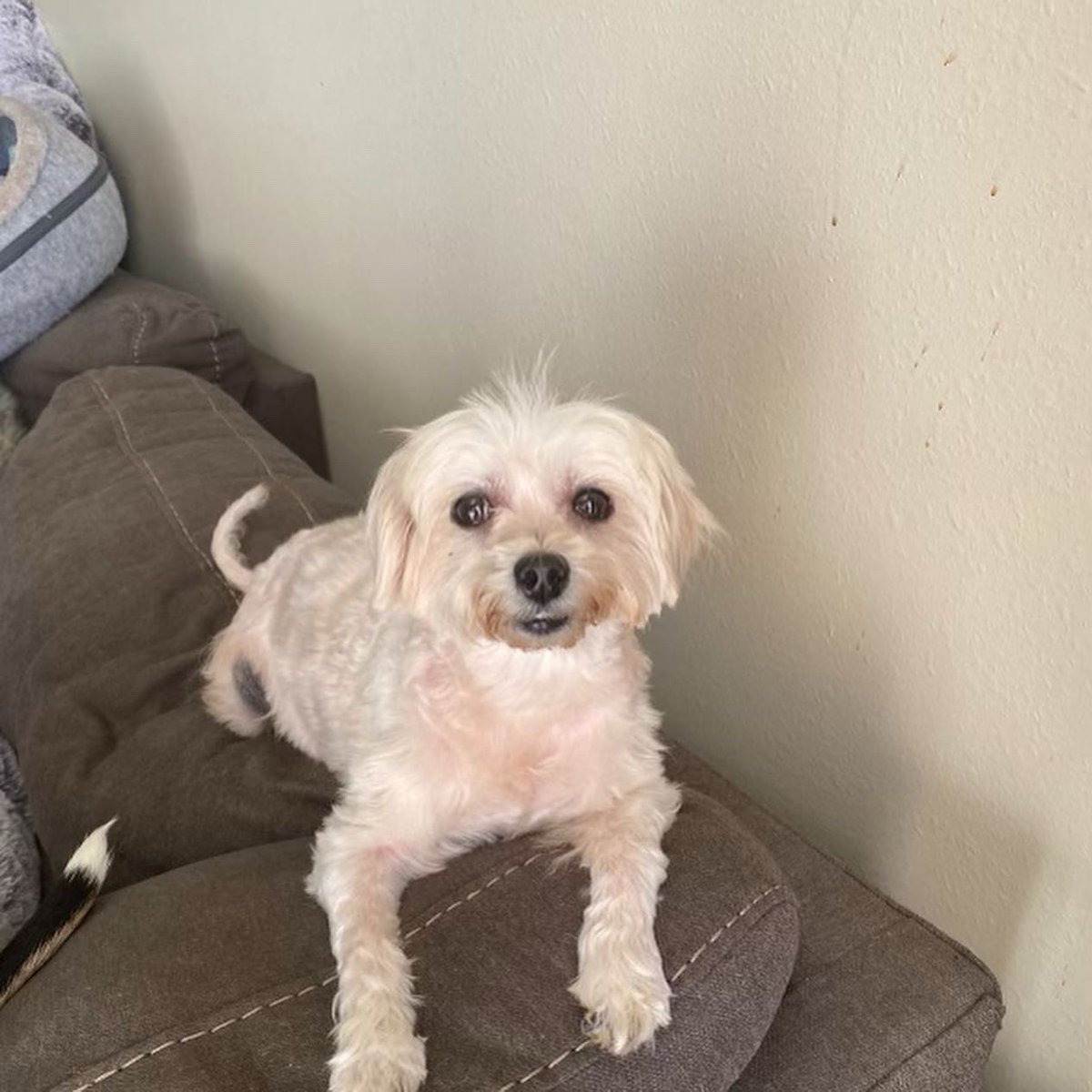 SCARNYorg's tweet photo. This is Cookie!  She is a 4 year old Maltese. Cookie loves everyone: children, cats, and other dogs. A home with children would be the best for her. https://t.co/WnkiCvXgHh