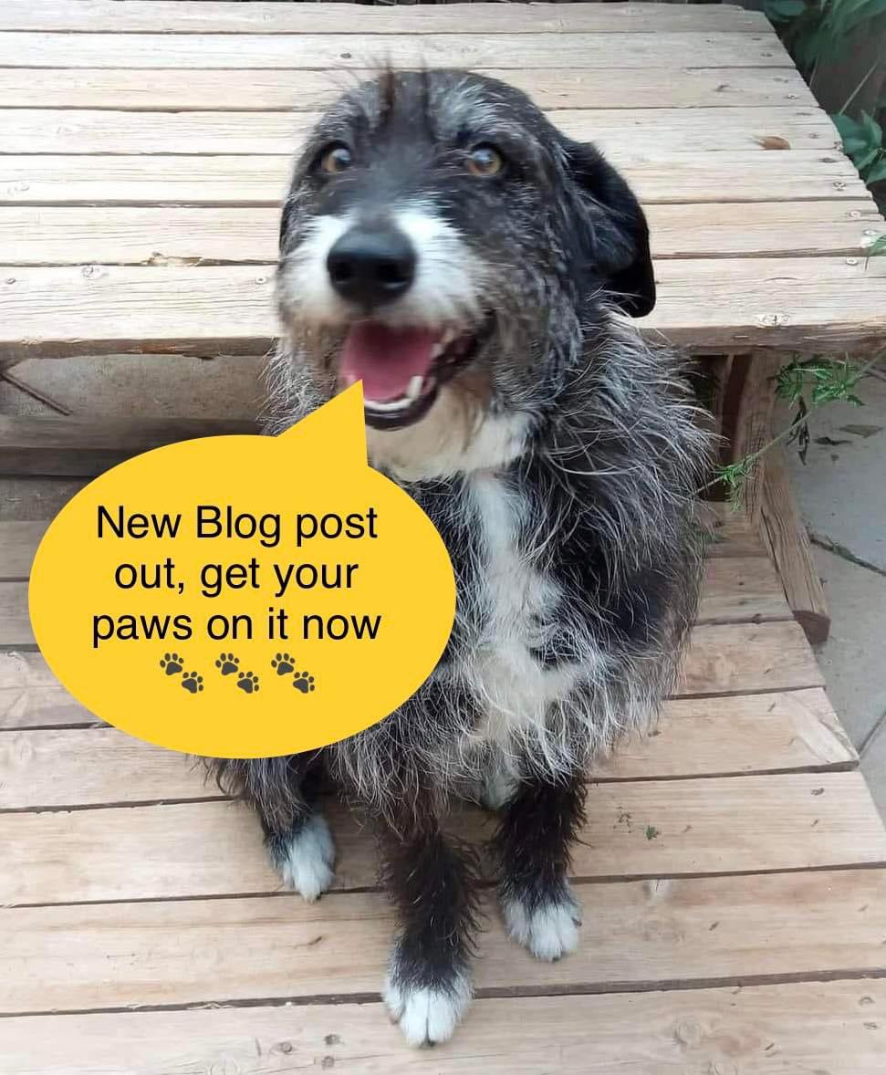 Check out our top tips to keep your rescue dog safe from collection point through the first few months while they settle:

savingsoulsrescue.org/2023/01/how-to…

#cyprusdogrescue #adoptdontshop #rescuedog