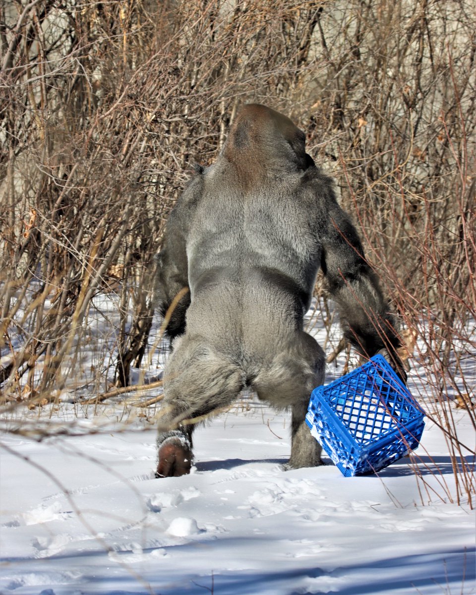 DenverZoo's tweet photo. When it’s sunny and warm outside during the winter, our Critically Endangered Western lowland gorilla boys may have access to their outdoor habitat. Not wanting his toes to get cold while he enjoyed a snow-cone treat keepers left, Kal brought a milk crate to stand on! 🦍🍧❄️ https://t.co/Kdikye4Dsg
