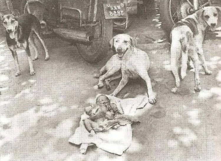 HistoryInPics's tweet photo. In 1996, a newborn baby girl was left in a garbage can near the city of Kolkata, India. Three friendly street dogs discovered and protected her for nearly two days, even attempting to feed the child before authorities were contacted and the young one was saved. https://t.co/jHmeXZpXUW
