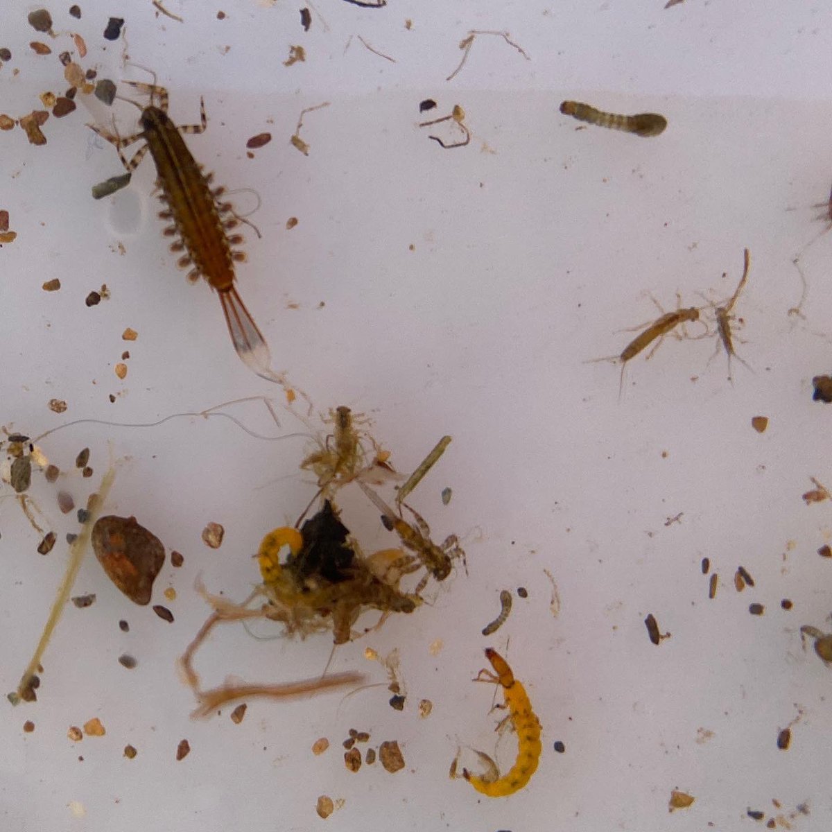 Winter steam monitoring at a tributary of Ten-mile creek with Nature Forward on this cool brisk day. The abundance and diversity of macroinvertebrates here stresses the importance of protecting sensitive watersheds. @GoNatureForward @TenMileCreek1 @SaveOurStreams