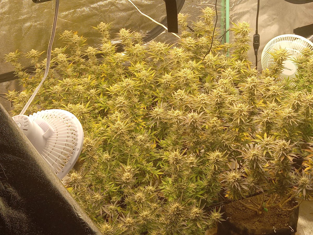 ThorTheCat69's tweet photo. @MarsHydroLight 

5x Future Cookies
Grown under a Mars Hydro TS2000 and a TS3000 
@VIVOSUN 4x8 Tent and Carbon Filter Paired with @AcInfinityInc Cloudline T6 Fan.
@marshydrohealth https://t.co/jLaEtw73rH