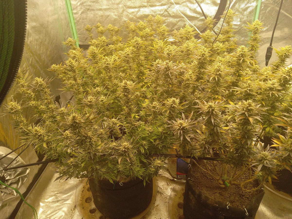 ThorTheCat69's tweet photo. @MarsHydroLight 

5x Future Cookies
Grown under a Mars Hydro TS2000 and a TS3000 
@VIVOSUN 4x8 Tent and Carbon Filter Paired with @AcInfinityInc Cloudline T6 Fan.
@marshydrohealth https://t.co/jLaEtw73rH