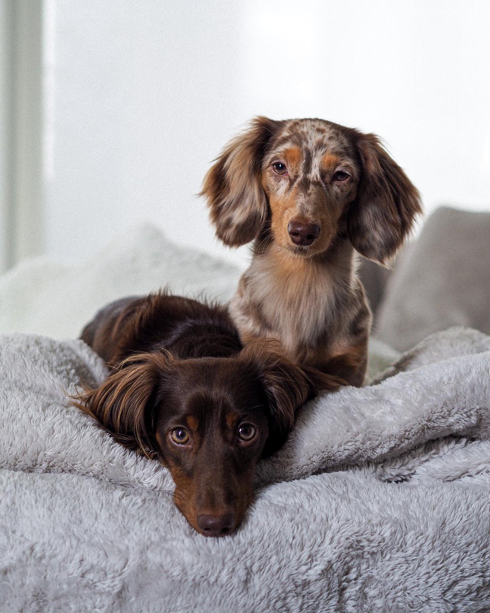 CuteDogsCity's tweet photo. the most handsome, goodest boys 💗

#dogsoftwitter #puppylove #Dog #dachshund #dachshunds https://t.co/gxNgHGbMur