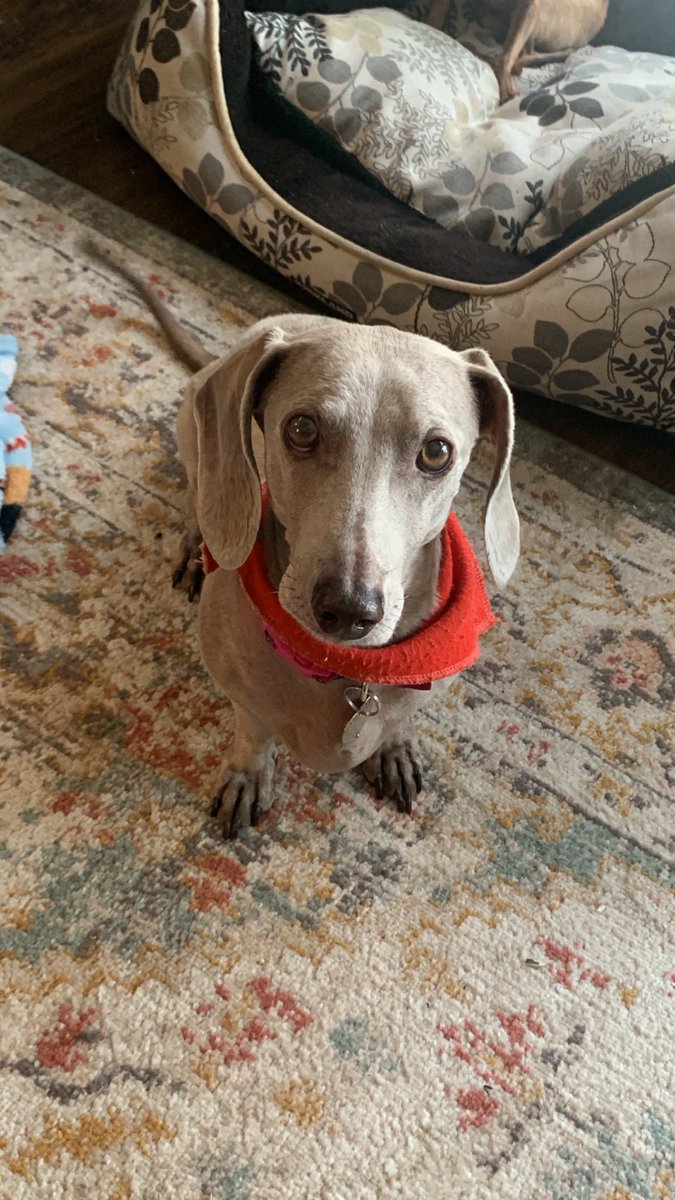 gracie wags tweet media