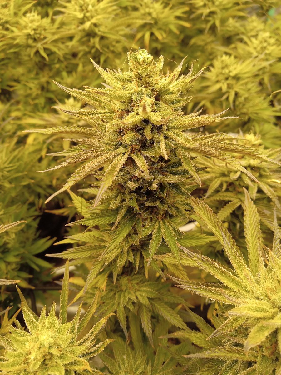 ThorTheCat69's tweet photo. @MarsHydroLight 

5x Future Cookies
Grown under a Mars Hydro TS2000 and a TS3000 
@VIVOSUN 4x8 Tent and Carbon Filter Paired with @AcInfinityInc Cloudline T6 Fan.
#marshydrohealth
#organic
#marshydro
#WeedLife 
#growyourown https://t.co/3pG2OiS7SR