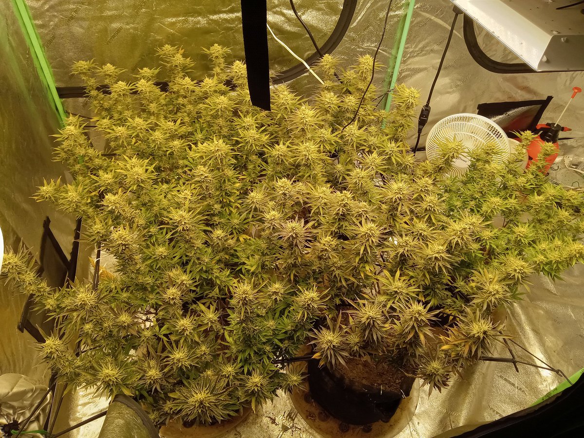 ThorTheCat69's tweet photo. @MarsHydroLight 

5x Future Cookies
Grown under a Mars Hydro TS2000 and a TS3000 
@VIVOSUN 4x8 Tent and Carbon Filter Paired with @AcInfinityInc Cloudline T6 Fan.
#marshydrohealth
#organic
#marshydro
#WeedLife 
#growyourown https://t.co/3pG2OiS7SR