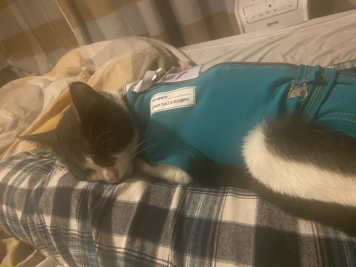 HayDayCliche's tweet photo. She’s finally forgiven me, although she’s not feeling herself yet. https://t.co/OBTod8b5Qr