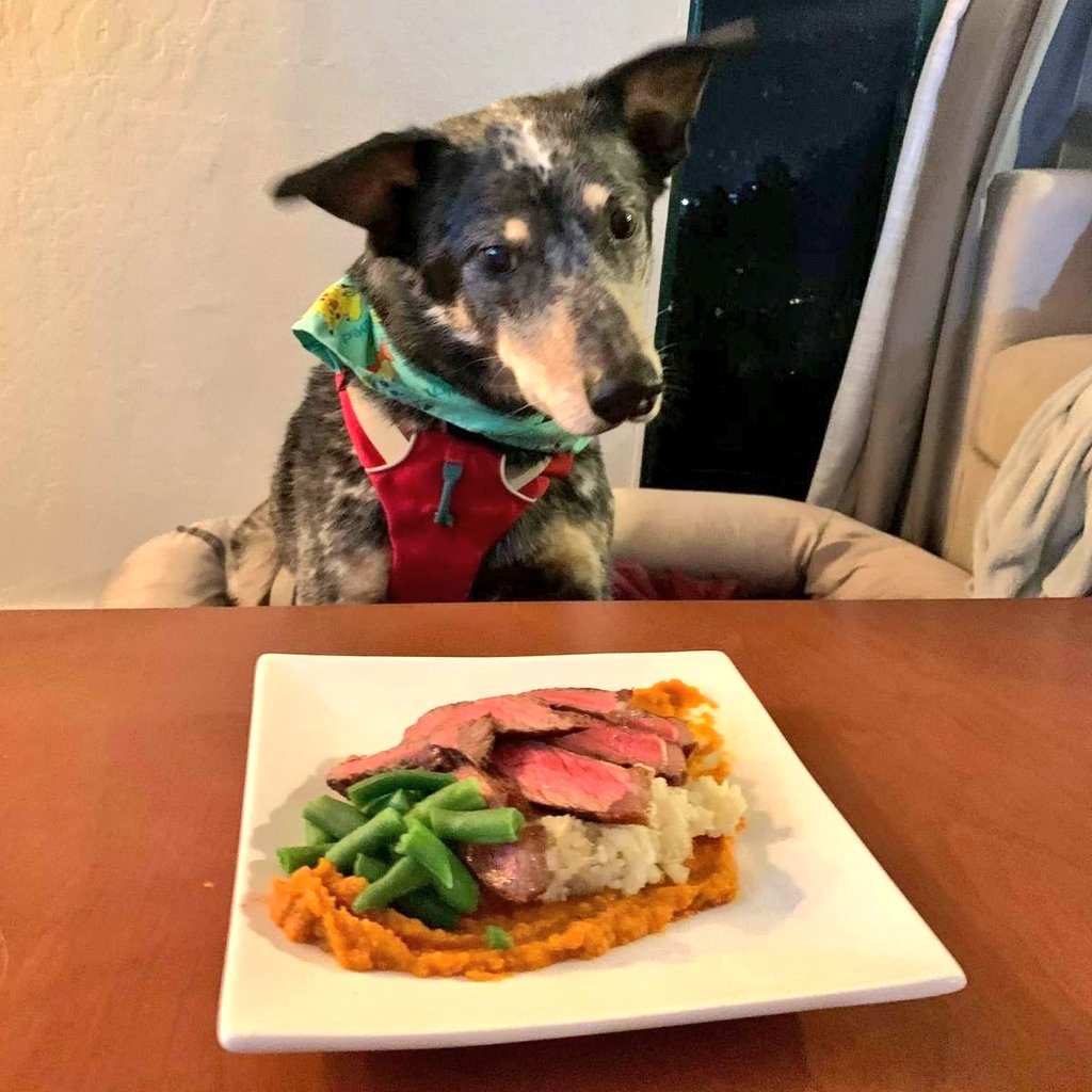 #ConservationDog, orca poo sniffer & cancer fighter/survivor, Jack, just celebrated his 11th bday w this yummy homemade meal. 2 surgeries & many treatments of chemo & radiation later, we're overjoyed he gets to celebrate being 11! #HappyBirthday Jack 🎂 

📸C. Yee
#FightingCancer